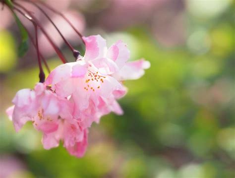 海棠開花|ハナカイドウ(花海堂)の育て方｜植え付けや植え替え 